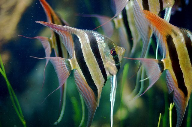 Several Angelfish in an acrylic aquarium