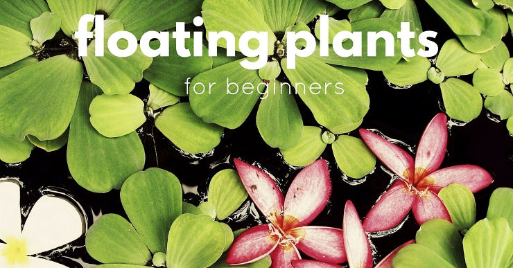 floating aquarium plants for beginners