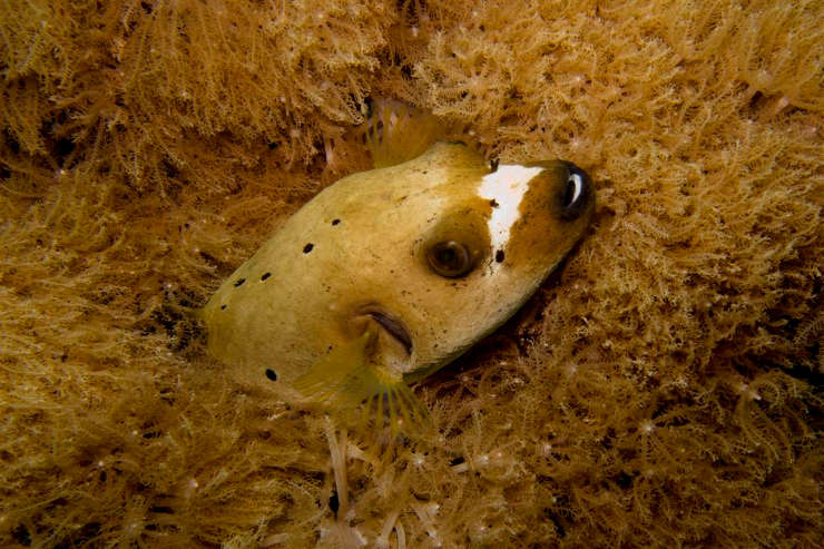 tank mates for pufferfish