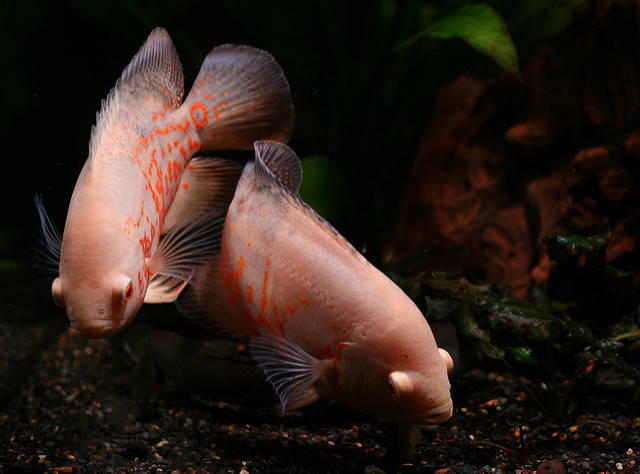 Oscar Cichlid Care