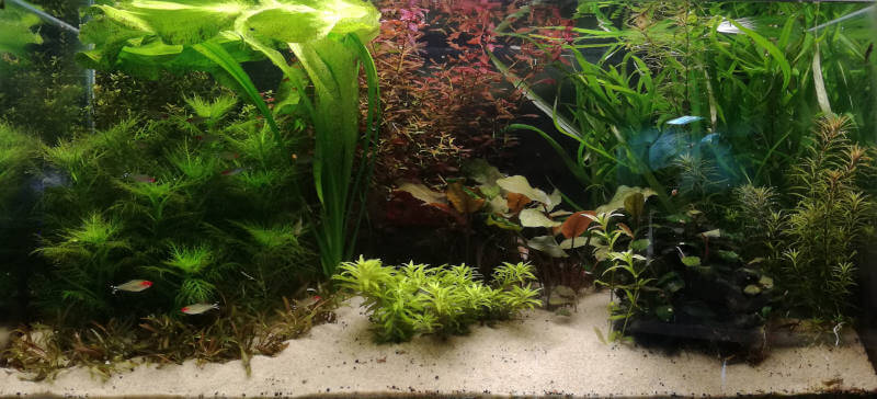 aquarium planted tank