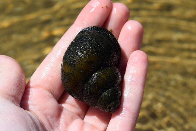 Japanese Trapdoor snail