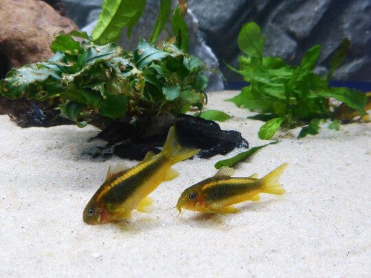 Orange Laser Corydoras dwelling the sand bottom in a planted freshwater aquarium