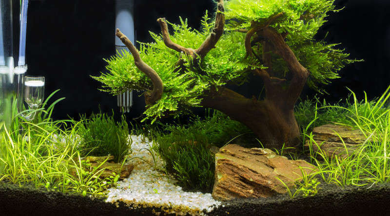  Aquarium  Driftwood   Best Safest Types for your Tank