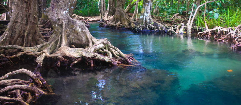 sumatran driftwood mangrove roots