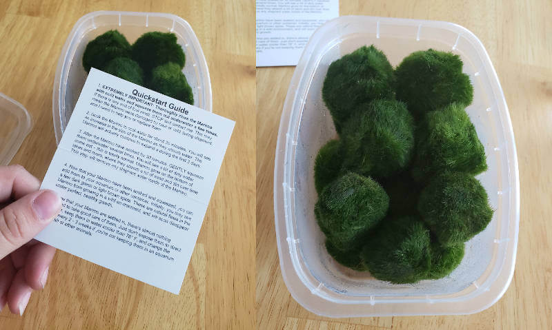 Unboxing marimo balls