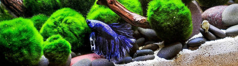 Betta fish and marimos