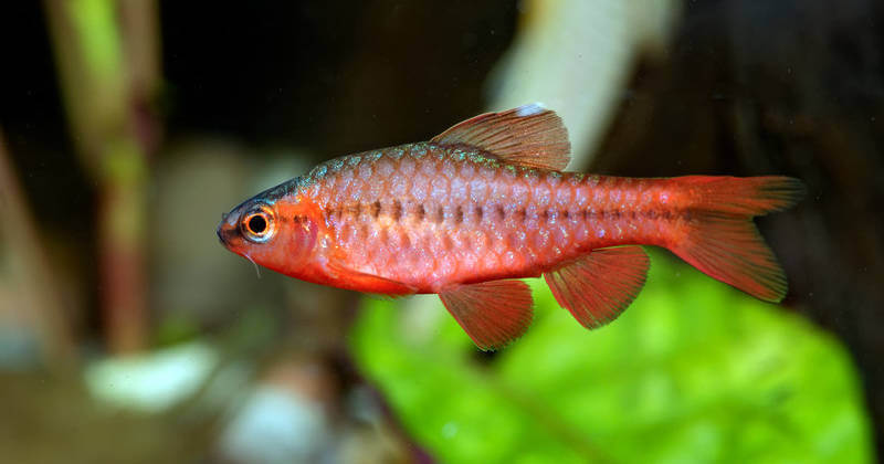 cherry barb fish