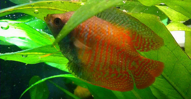 neon dwarf gourami