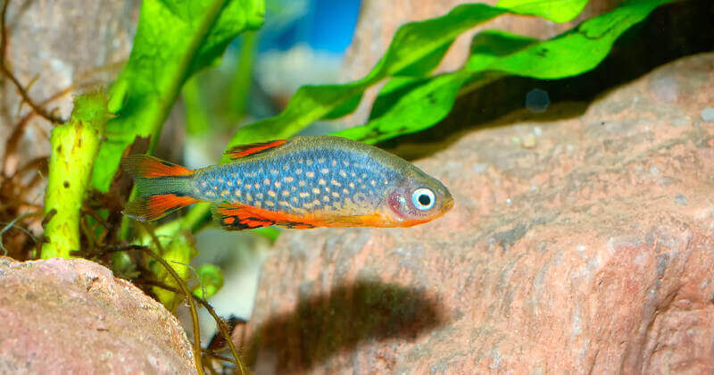 Galaxy rasbora also known as celestial pearl danio is swimming in a planted tank