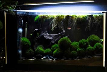 Marimo Moss Balls: Full Care Guide (Tank Mates & Setup)