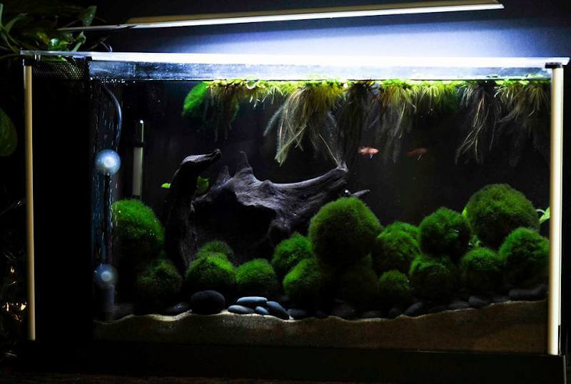 Marimo moss ball tank