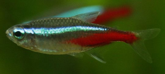 Neon Tetra Appearance