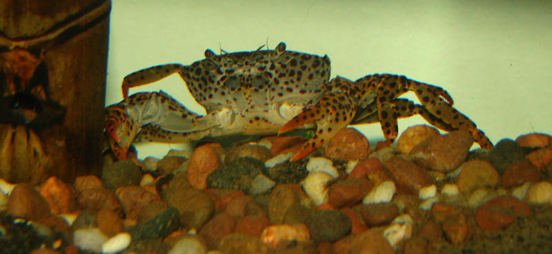 panther crab parathelphusa pantherina