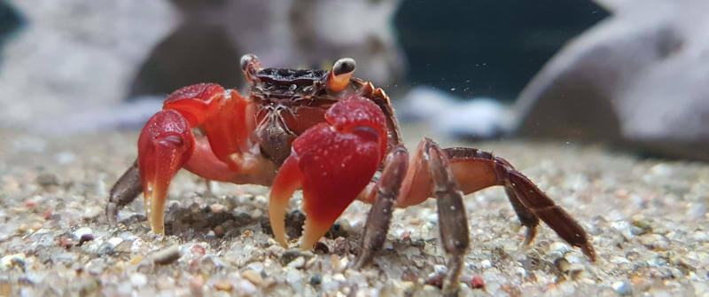 Perisesarma bidens also known as red claw crab close-up on a white background