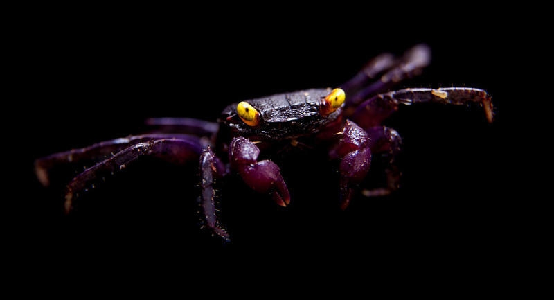 Vampire crab on a dark background