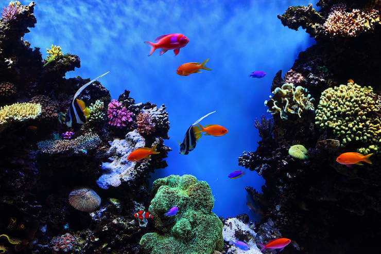 tropical fish in a reef tank