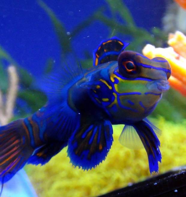 Mandarin Goby