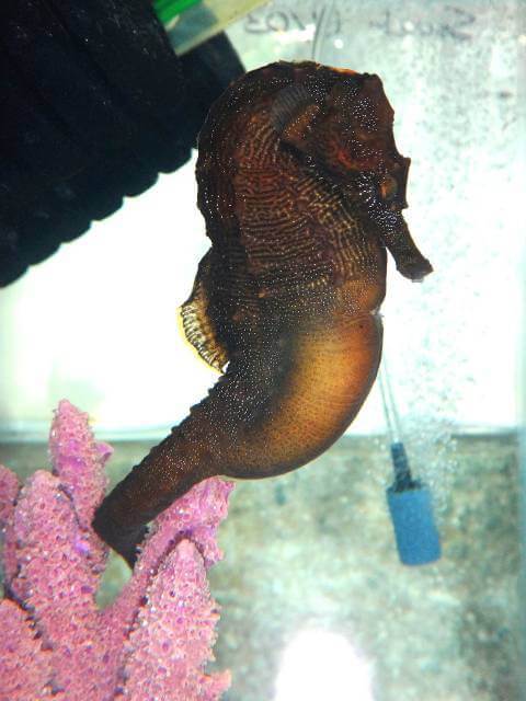 pregnant male seahorse