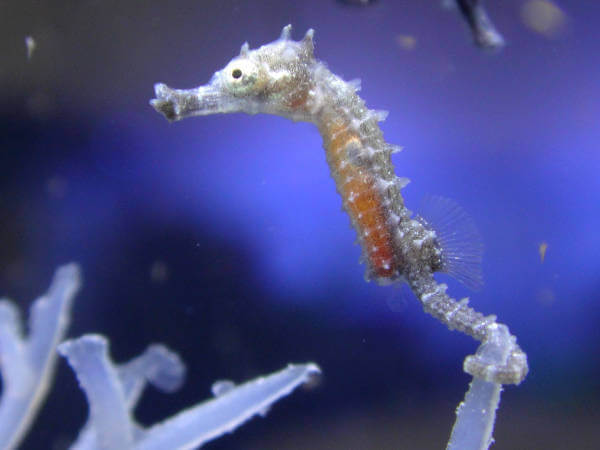 Fry Seahorse