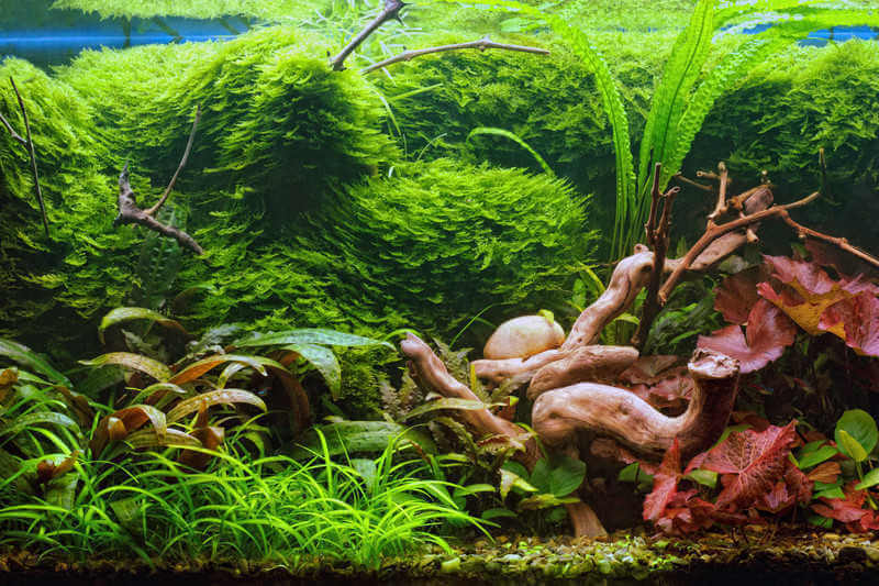 best rated aquarium plant fertilizers reviewed