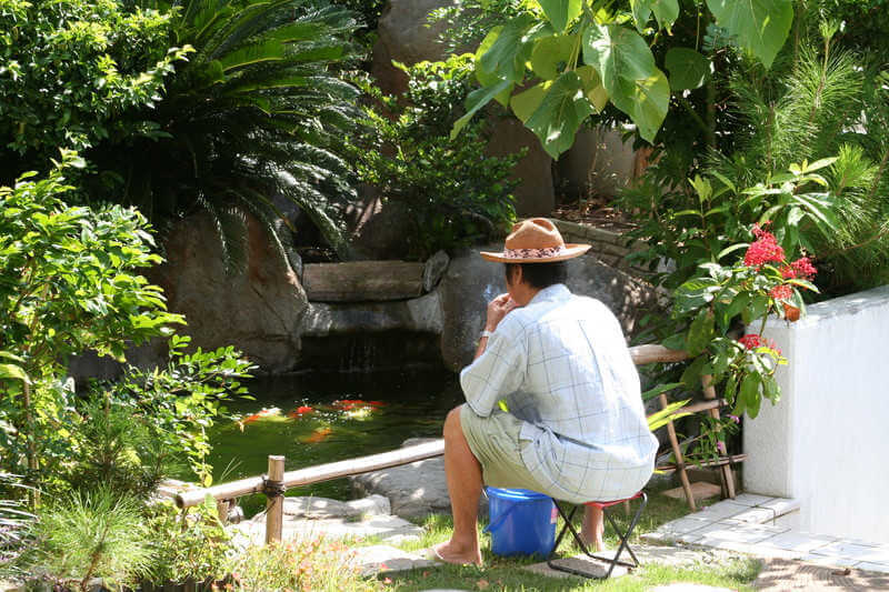 feeding goldfish in a pond