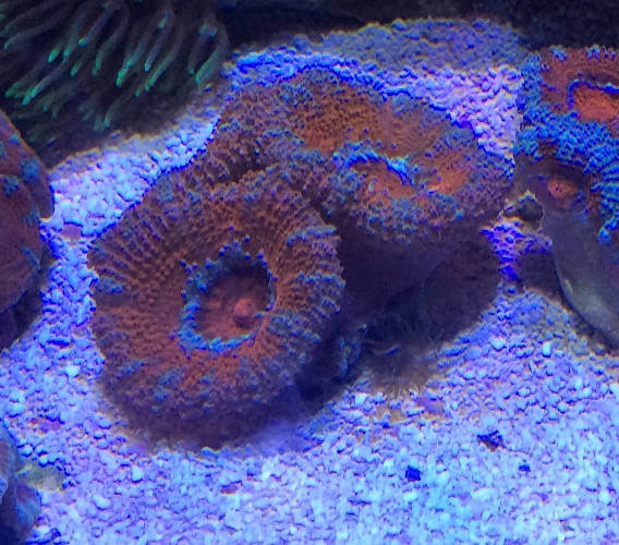 acans