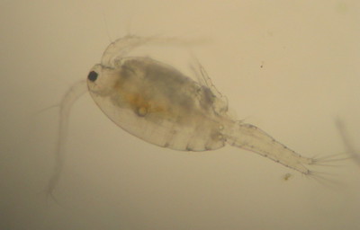 copepods