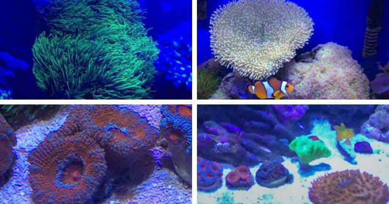 top rated cheap corals