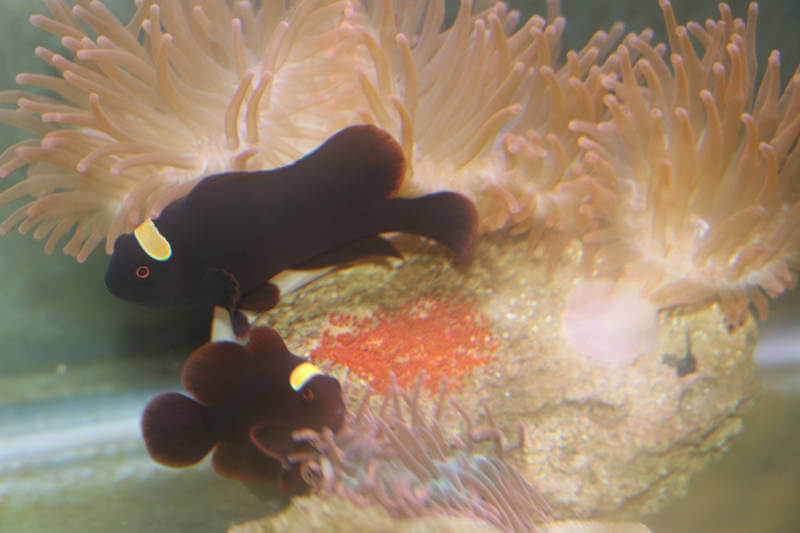 Maroon parents with eggs