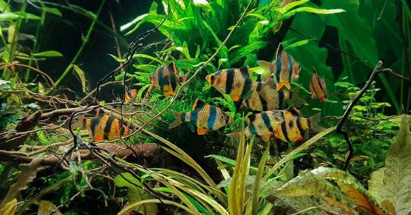 Planted tiger barb tank