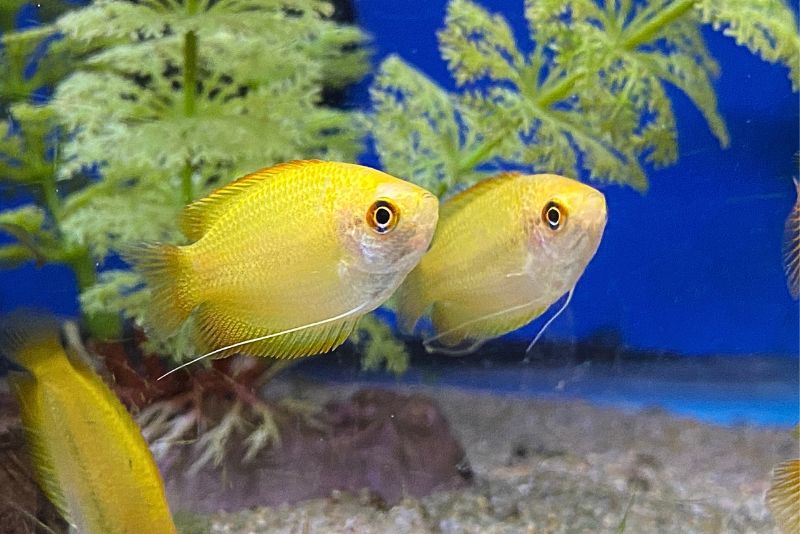 Two adult honey gourami fish swimming together with plants behind them