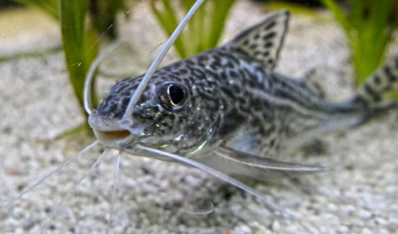 Pictus Catfish in a fishtank