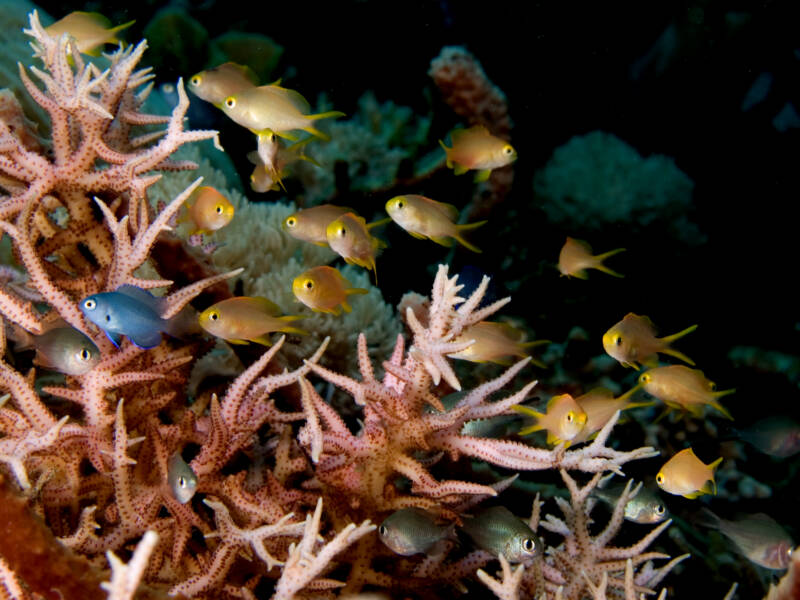 Bird's nest coral giving a shelter to tropical fishes