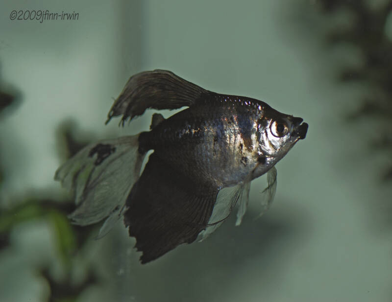 Black Skirt Tetra known as Gymnocorymbus ternetzi 