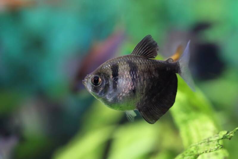 Swimming Black Skirt Tetra known as Gymnocorymbus ternetzi