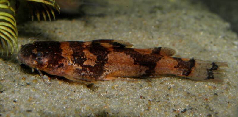 Bumblebee catfish or Microglanis Iheringion laying down on substrate