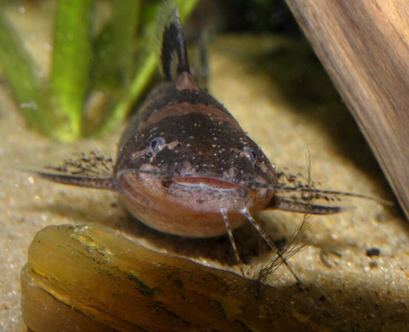 Close up of a Bumblebee Catfish