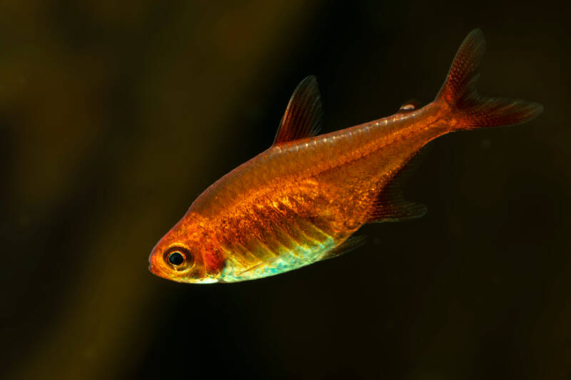 Ember tetra (Hyphessobrycon Amandae) close up