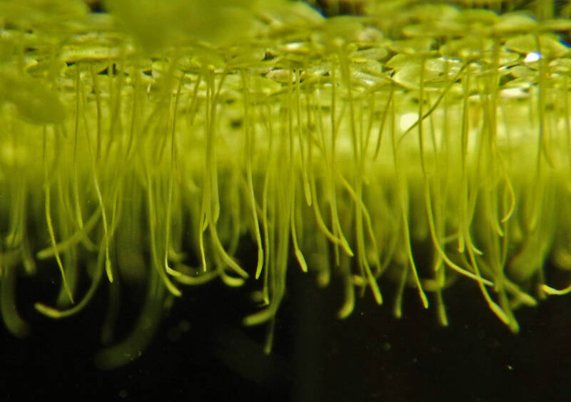 Duckweed roots in an aquarium