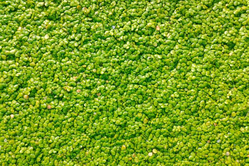 Macro of many green round leaves of aquatic plant, Duckweed or Lemnoideae