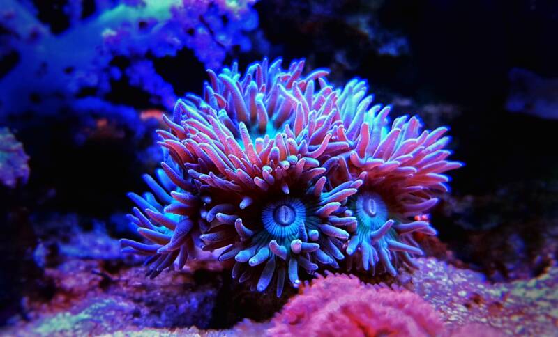 Duncan Coral displaying its vibrant colors