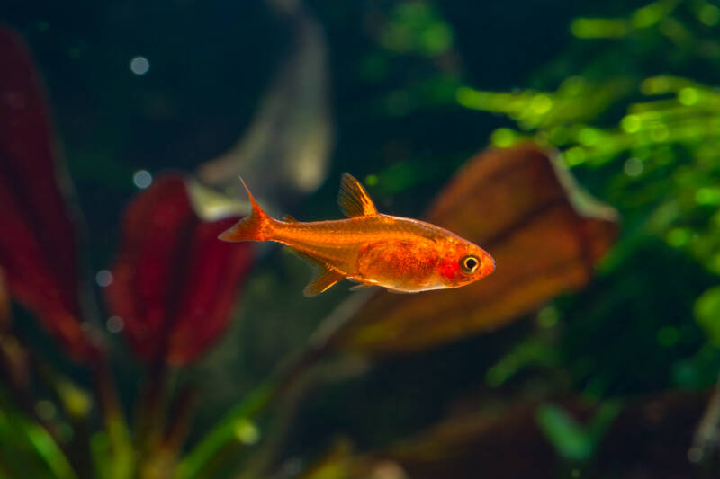 Setup and decotr for ember tetras tank