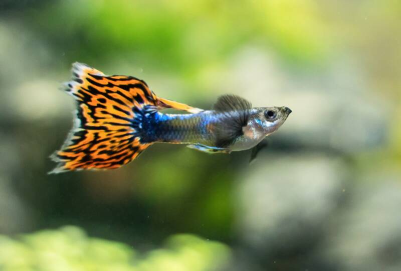 Guppy in freshwater aquarium