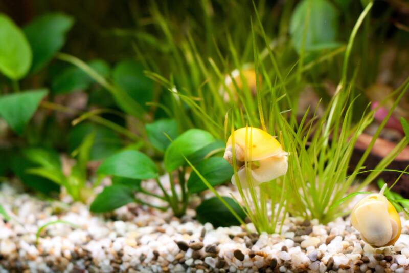 Snail in Dwarf hairgrass in a planted aquarium