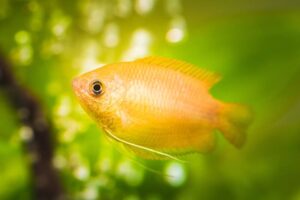 Honey Gourami: Care Guide (Tank Setup, Mates & Breeding)