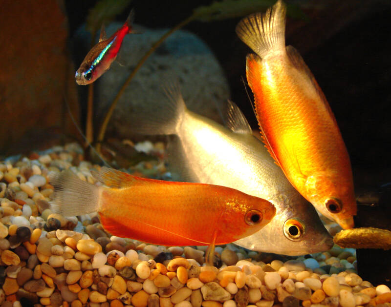 Honey gourami in aquarium with its tankmates