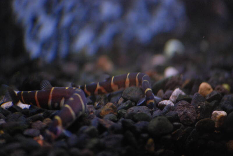 Kuhli Loaches in a fishtank