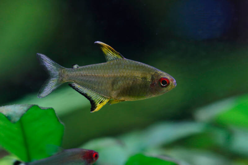 Lemon tetra (Hyphessobrycon pulchripinnis) swimming in a planted aquarium