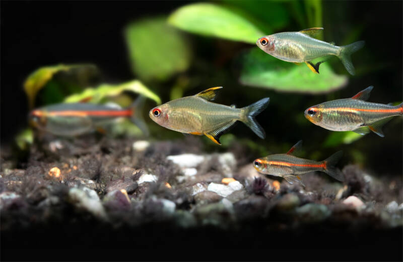 Tropical aquarium fishes Glowlight tetra and Lemon tetra. Close-up photo. Shallow depth of field. Black background and copy space